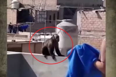 Monín roba comida y ataca a los vecinos de Comas