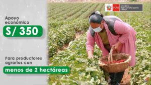 Bono Wanuchay Perú Conoce aquí su cronograma de pagos